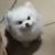 入夏闻蝉鸣