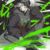 奈布