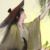 雨师篁