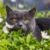 猫爷爷