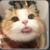 猫大夫