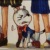 查理九世