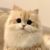 小猫