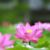 劉素華