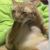 猥琐猫
