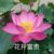 我是郝瓜
