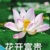 夏父