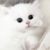 小猫咪绾绾