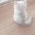 猫小白