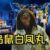 烏鴨白鳳丸