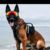 警犬（跑龍?zhí)祝?/>
                                <p>警犬（跑龍?zhí)祝?/p>
                            </a>
                        <a href=