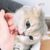 被炮轰的猫（作者）