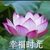 宋母