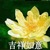 老高