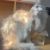 伊一（猫猫版）