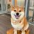 柴犬