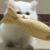 hanrui