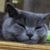 笨蛋小猫