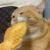 小橘猫