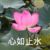 程父