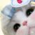 小猫宝宝