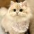猫猫