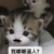 小羊