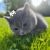 猫猫族