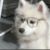 狗狗族