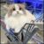 文俊辉（猫时）