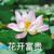 芙媽媽