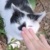 超可爱小猫