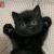 一只黑猫