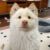 猪猪