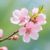 系統(tǒng)—小桃花