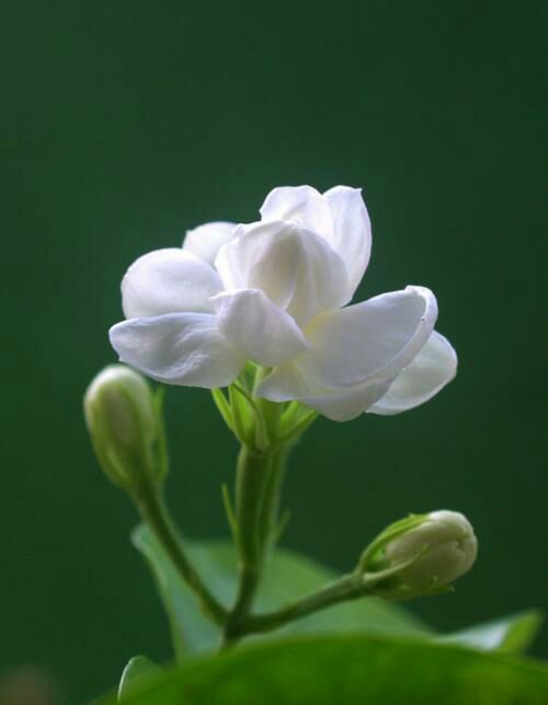 茉莉 水晶兰(五更)