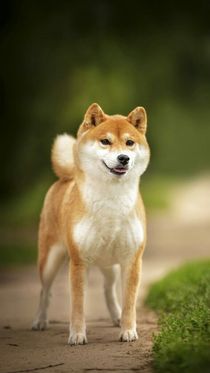 小狗见到你真好