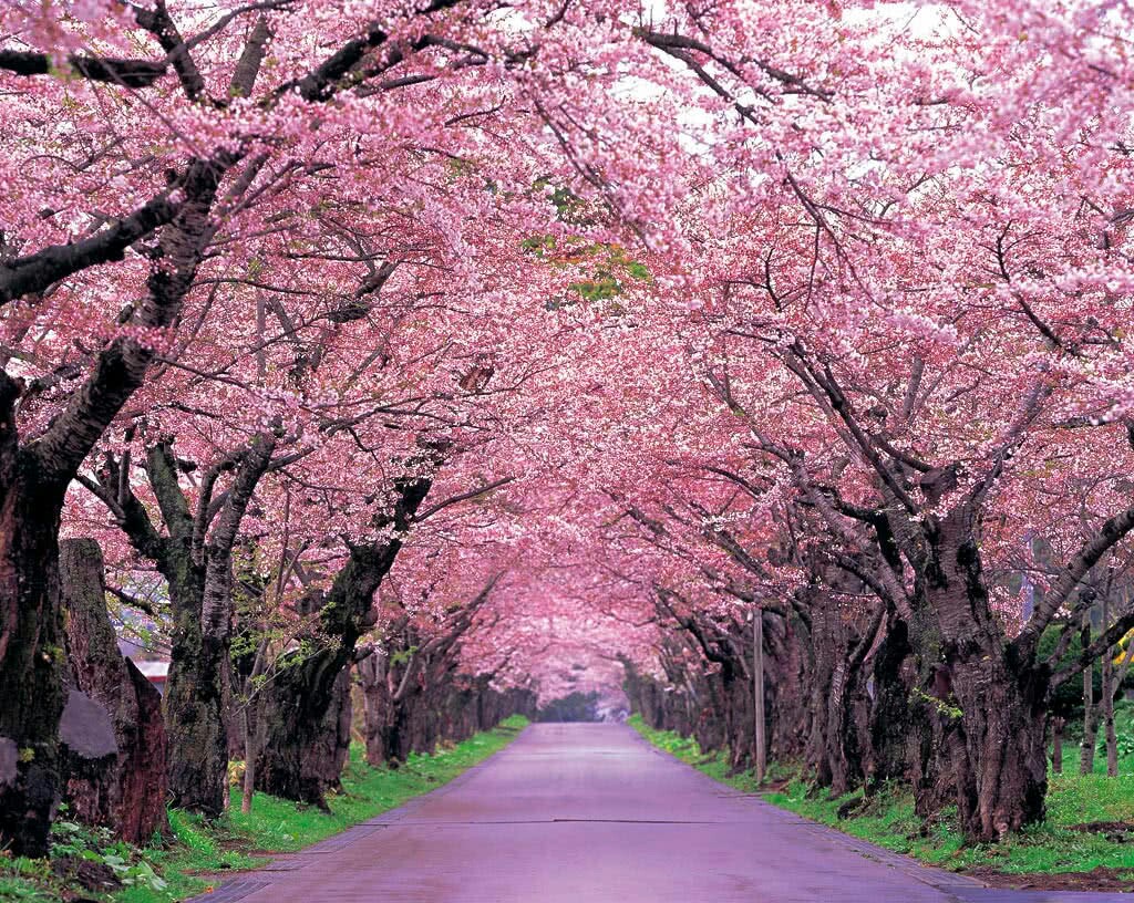 一片美丽的樱花树中