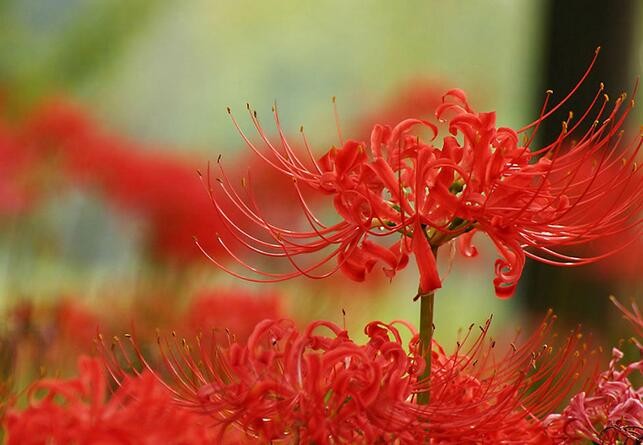 曼珠沙华的曲谱_曼珠沙华·彼岸花(3)