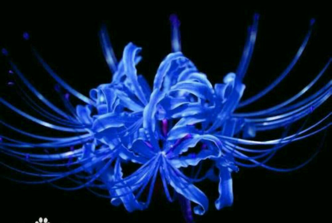 克莱茵蓝彼岸花!