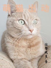 萌猫出动