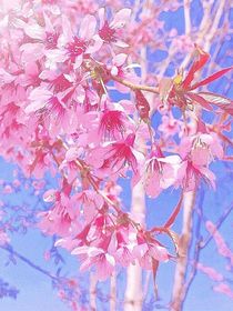 桃花盛宴