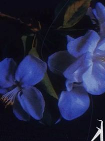 文野咒回：穿越神的詛咒