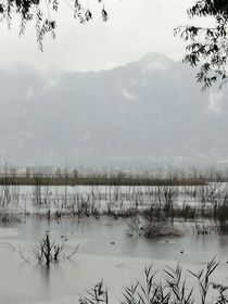 momo推书