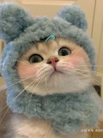 彭彭与赫少