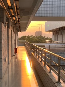 枫叶与青