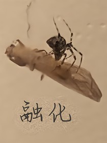 楠極繁星