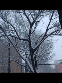 葉羅麗之等霧散開
