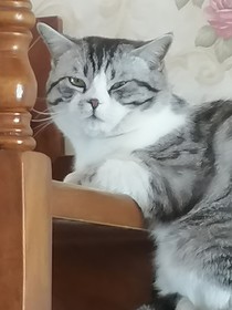 重遇我猫
