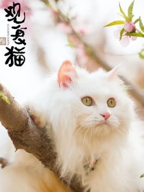 观复猫之穿越时空
